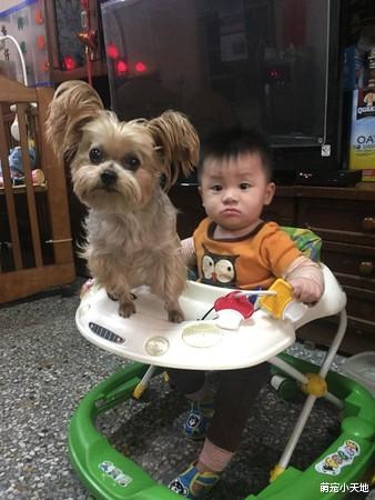 亲生的认证！萌汪长得超像主人的姪子和奶奶，连表情都一样