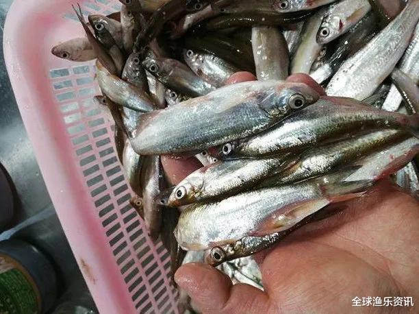 「泥鳅」几百斤翘嘴被一夜钓空？泥鳅钓法引发骂战，网友：太没人性