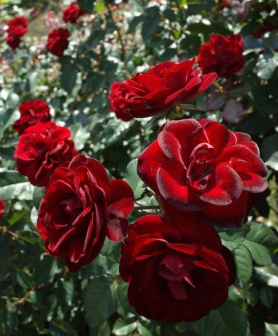 属鼠▲进入6月初，运势上上吉，4属相福气深厚，财富找上门，好运连连