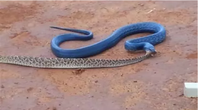 『毒蛇』专吃毒蛇的蛇类?在蛇界百毒不侵,见过它真容的人不多