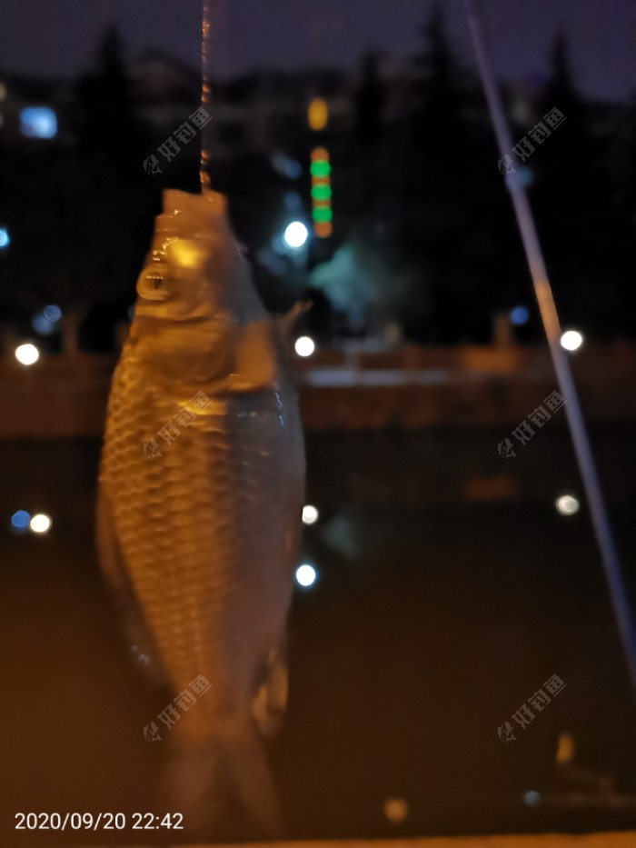 鲫鱼|夜钓鱼口很刁猾 耐心变换小爆护