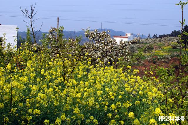 「眼镜蛇」过山峰分布在我国的哪些地方，它为什么不是眼镜蛇属动物？