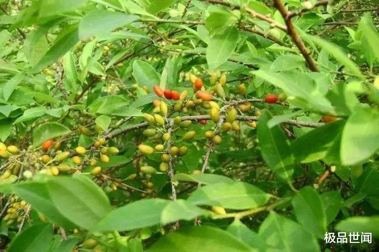 『』世界上杀人最多的3种植物，每年有近500万人被害，植物杀手