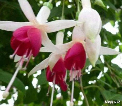 重来|下周，相思难忍，回头狂追，3星座与旧爱促膝谈心，幸福甜蜜重来