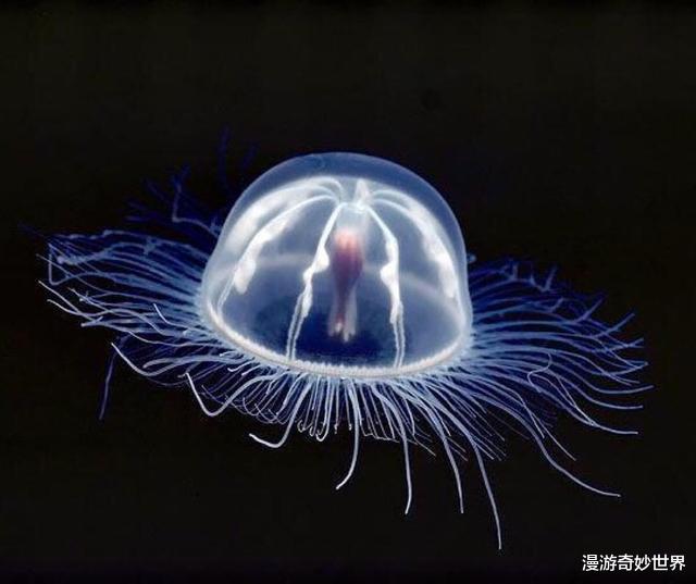 动物冷知识：螳螂的眼睛长在腰上？22则不为人知的动物冷知识，涨姿势了！