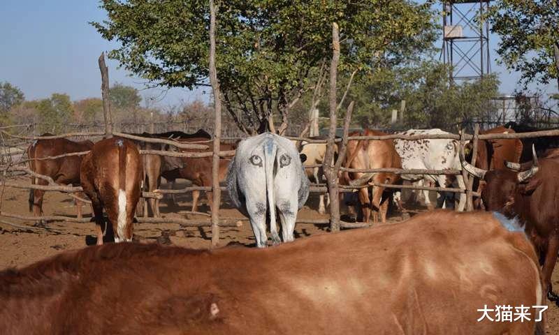 狮子|给牛涂上假眼睛可阻止狮子袭击？科学家研究了2061头牛找到好方法
