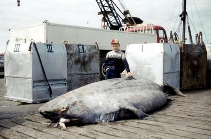 『鲨鱼』这条鲨鱼向上天借了400年，从明朝一直活到现在，让无数专家好奇