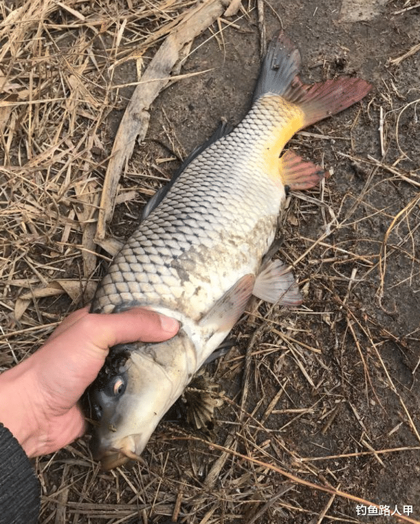 「」五一节钓鱼，不要靠近这几种钓友，有他们在你就别想钓到鱼