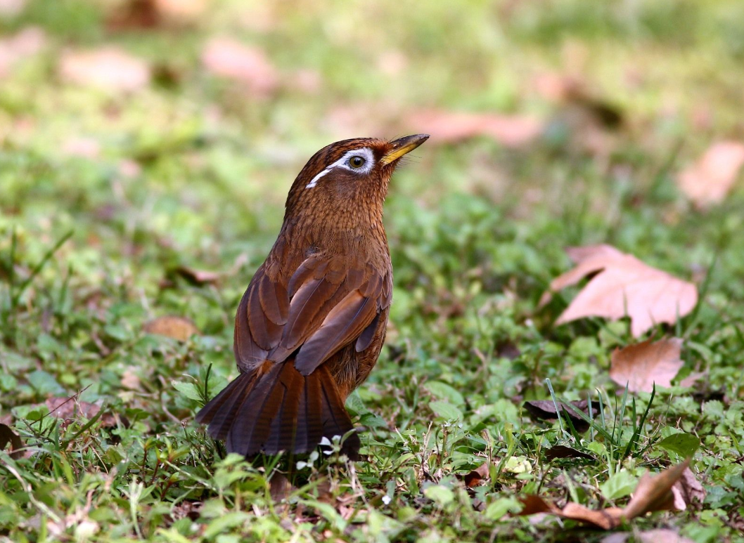 画眉鸟加水添食的讲究