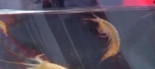 『科学家』哪有什么深海恐惧！8.9分纪录片告诉你来自海底的求生欲