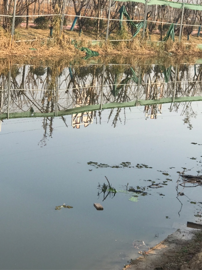 鳄鱼|今天钓了7条鲫