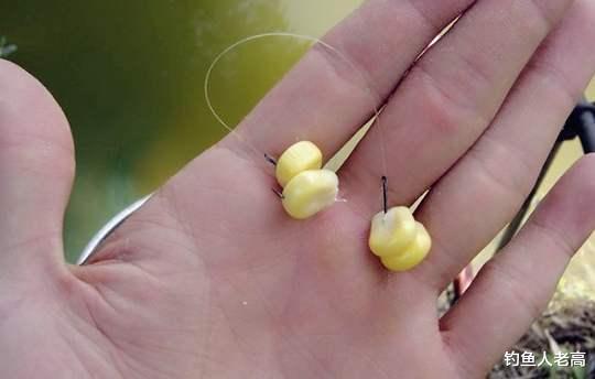 玉米|别人钓鱼花钱，他摸索出一款酒泡玉米饵，却挣了不少零花钱！