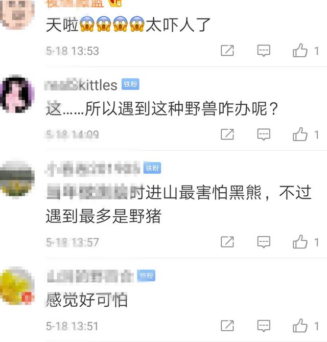 [江油]熊出没咬3人！四川江油黑熊突然现身，咬死送儿读书母亲和村民