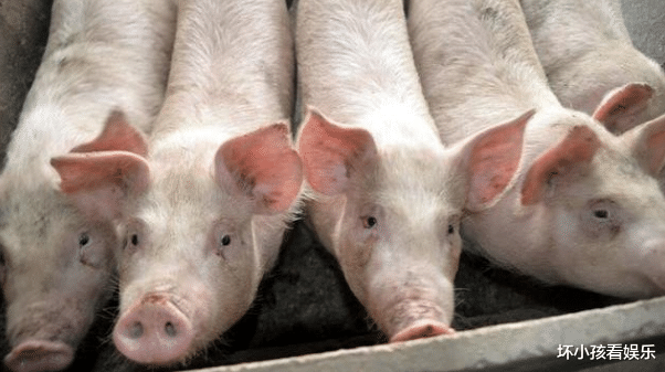 猪肉|猪价下滑，没想到一夜回到解放前，养猪户担心的事还是发生了！