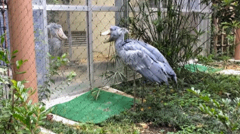 鸟中“哈士奇”爆红网络，世界上最大头的鸟，网友：这是真高手