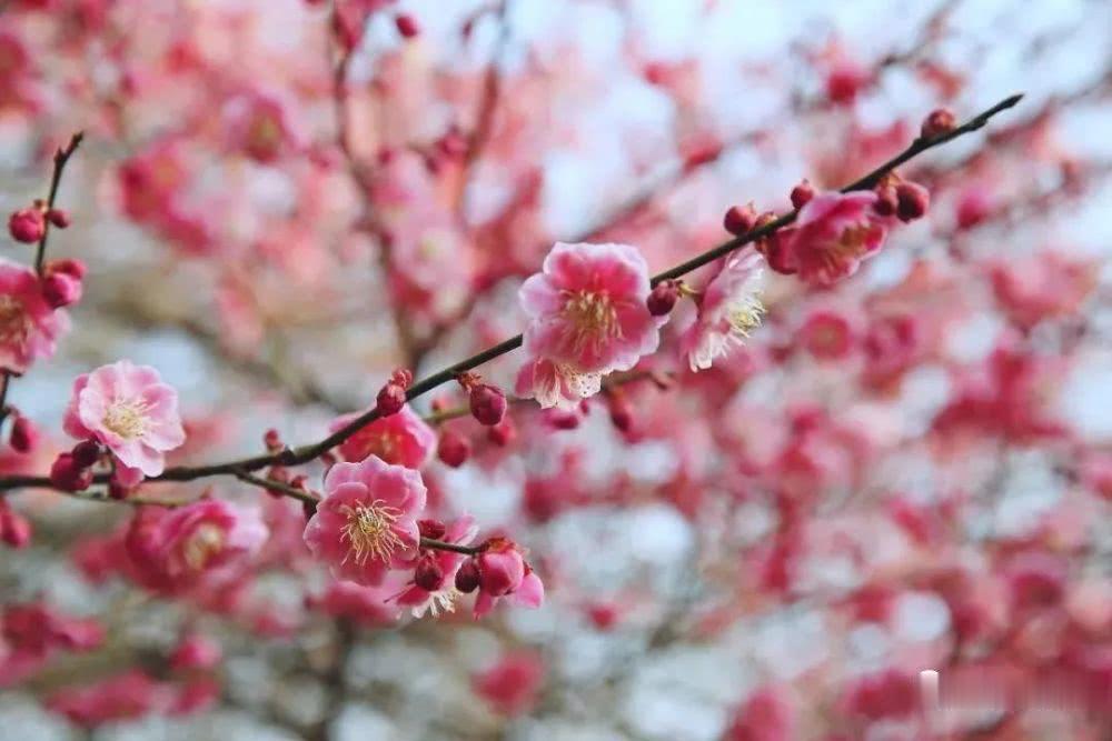 生肖:3月底,喜事滚滚、天降大喜,4生肖开工遇财神,大手大脚挣大钱