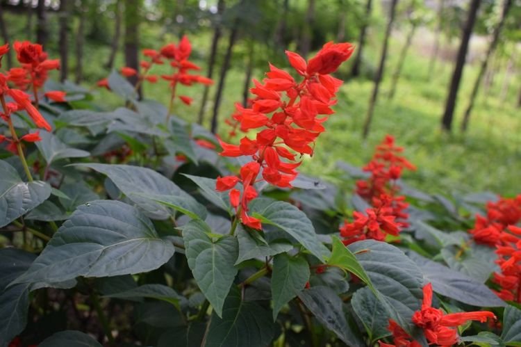 狮子座|10月中旬，对的爱情即将出现，等待终有结果的四大星座！