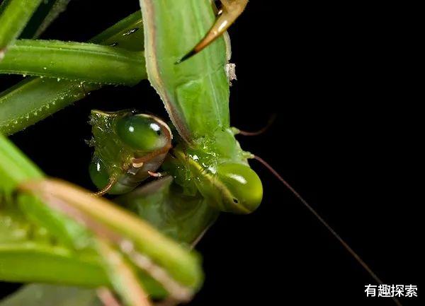 「大象」可坚持23时15分，它是陆地交配最长久物种，雌性等待5年才怀孕