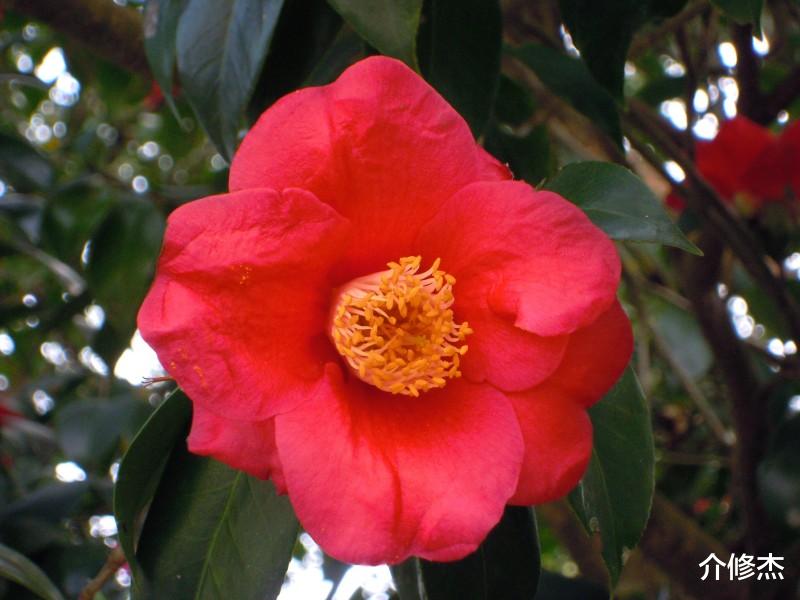 『生肖』长相甜美的四大生肖，不论男女，异性缘都非常好！