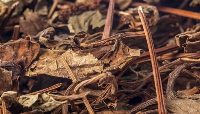 尼古丁：尼古丁的“劲敌”上线，老烟民常喝点，或排出烟毒，给肺洗个澡