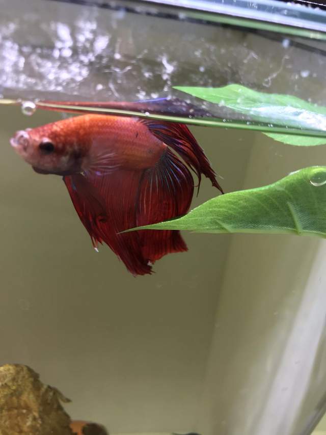 精灵宝可梦|4条鱼耗时三千小时通关《宝可梦》还发现埋藏18年的BUG