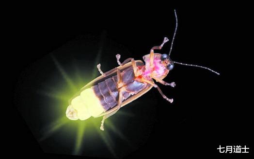 昆虫|萤火虫是一种完全变态的昆虫，一生四个阶段都在发光