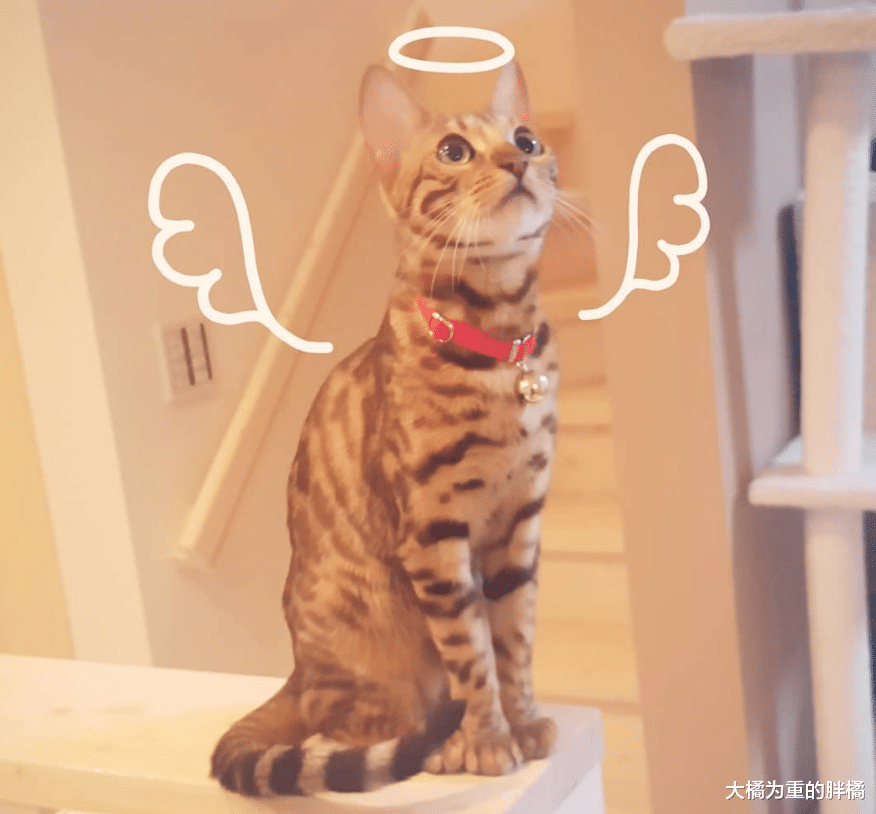 孟加拉猫养了个“小老公”，陪它长大还为它生3只小猫，喵生赢家