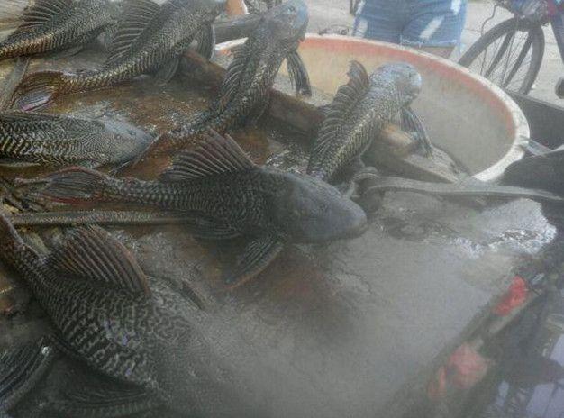 物种入侵|钓鱼人注意了，外来物种入侵，见到就打死它