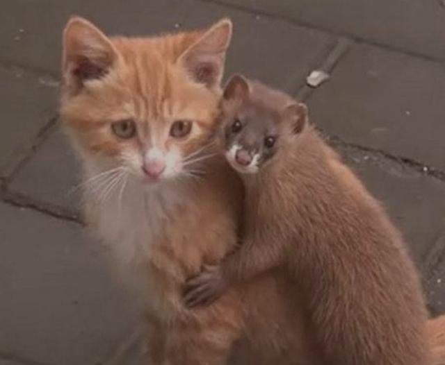 黄鼠狼|为什么长辈说黄鼠狼不能杀？看清楚这几个细节，你就明白真不能杀