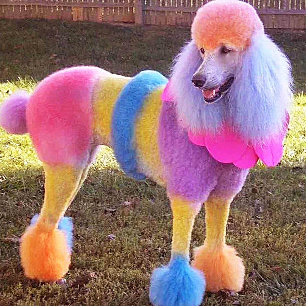 女子回家时，竟发现大街上有人溜熊猫，当走近看清时，瞬间笑喷！