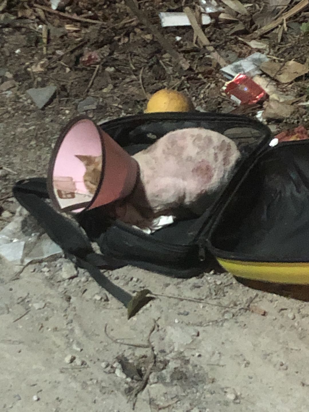 网友下班路过垃圾堆，听到猫咪的叫声，走近一看气得发抖