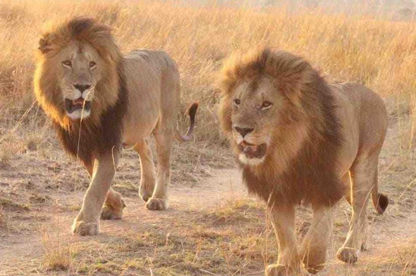 『狮子』自然界老死的狮子，它们的尸体为什么不翼而飞？原因你想象不到