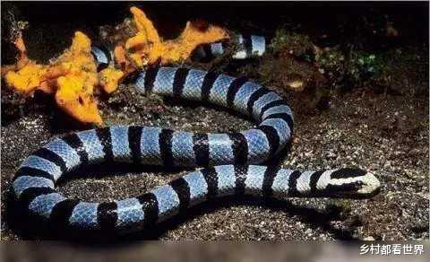 澳大利亚|为什么全世界最具有毒性的毒蛇,都生活在澳大利亚?
