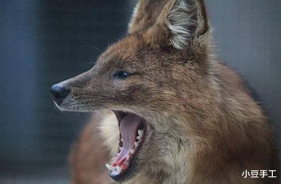 野猪|小时候常听的神秘豺狗,到底是什么动物,你被大人用豺狗吓唬过吗