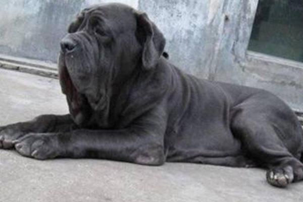 地球上10大猛犬，西藏獒犬和比特犬均上榜，哪种犬最凶猛？