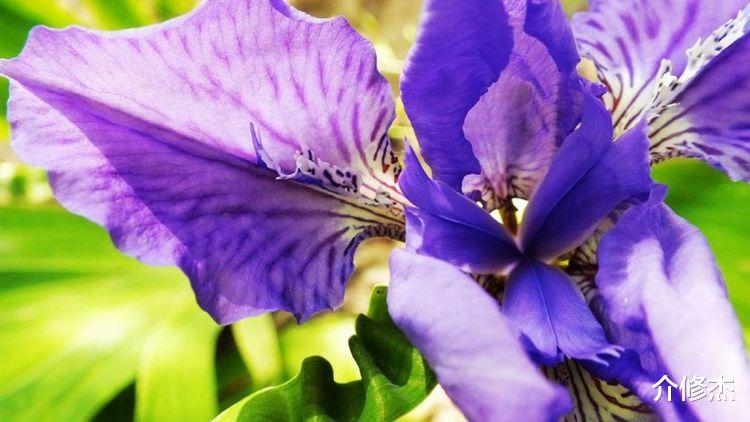 桃花朵朵开|9月起桃花朵朵开，转角遇真爱，月老来牵线，爱情喜上眉梢的星座