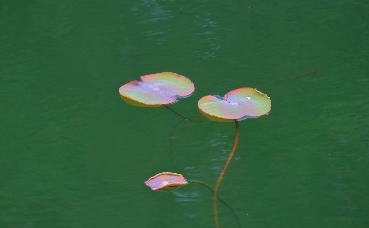 处女座|下周前任醒悟，归心似箭，携手真心，全心全意一爱到底的3个星座