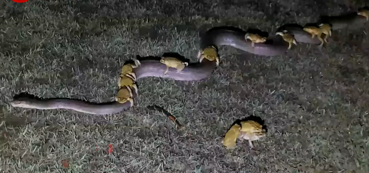 【蟾蜍】蟾蜍竟然骑在蟒蛇身上？这种怪异的行为到底是怎么回事