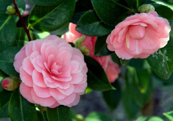 「大旺」6月开始贵人扶持，好事不断，财运大旺，收入水涨船高的生肖