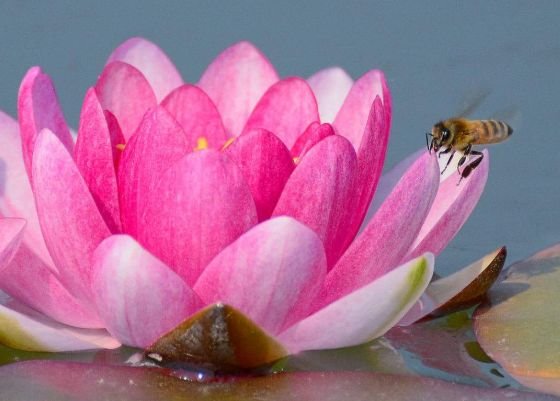 生肖|10月“惹不起”，四大生肖财门大开，事业高升，注定“钱”途无量