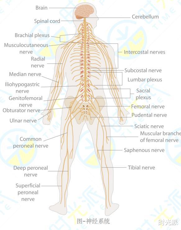蛋白质|为什么杨振宁97岁仍神采奕奕?体内的NAD+是关键!一般老人都很缺