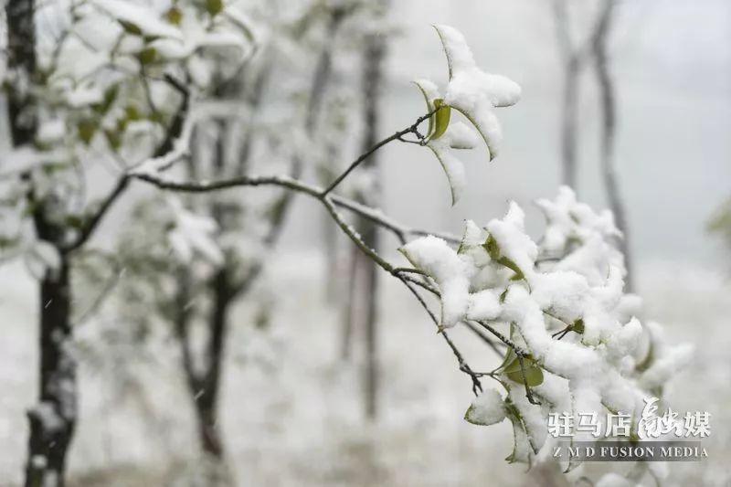昨天正阳大雪刚拍的照片，太美了！