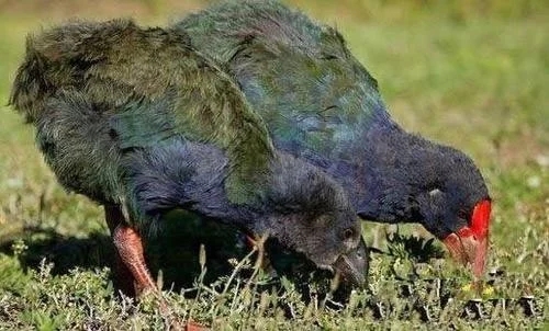 『科学家』五种灭绝的动物再出现, 就连科学家也无法解释