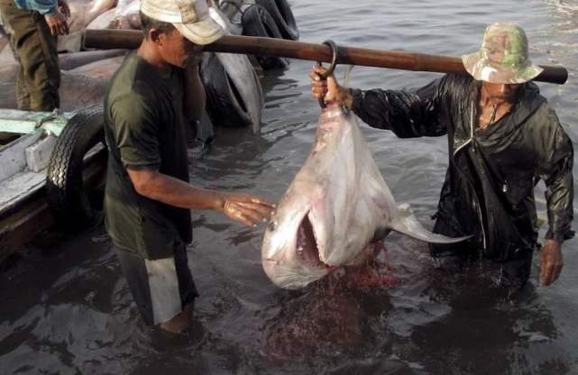 鲨鱼|被人类割掉鱼翅的鲨鱼，放回海中还能活多久？镜头拍下这一幕