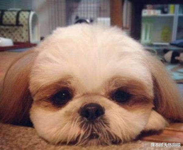 狗狗有这6种行为，是在向你“喊救命”，宠主不要忽略了