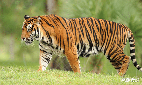 老虎@为什么老虎不吃狼，只是因为不喜欢狼肉吗？看完才知道老虎的智慧