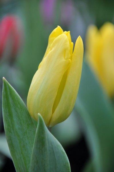 生肖|10月中，桃花满天飞，月老临门，收获爱情，再也不孤单的四大星座