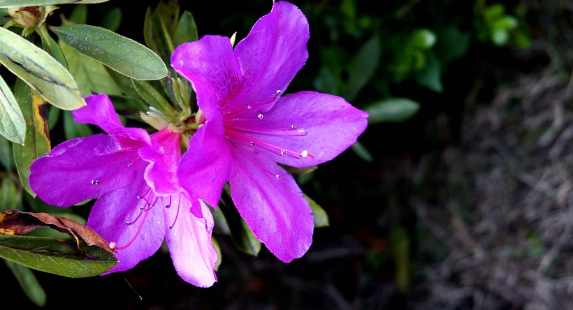 【生肖】7月，桃花和姻缘拦不住，前缘侵袭挚爱临，将破镜重圆的四大生肖