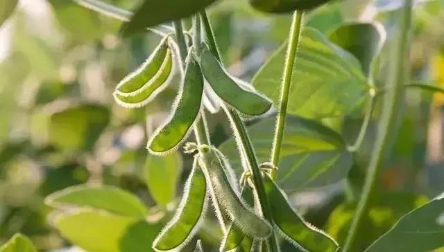 高血糖|这6种蔬菜快速拉高血糖！有血糖危机的人注意