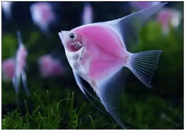 据说有些鱼的长相，全靠想象力！胆小的就不要点进去看了